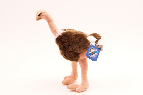 Strutsi