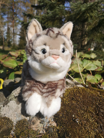 Upea harmaaraitainen kissa