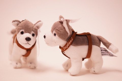 Avaimenperä husky valjailla