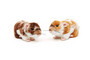 Tummanruskea hamsteri