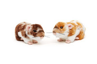 Vaaleanruskea hamsteri