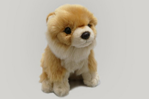Pomeranian pehmokoira