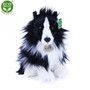 Bordercollie eco