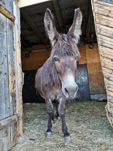 Iltahetki aasilassa 20.10 klo 18-20