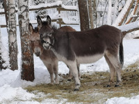 Lahjakortti Iltahetki aasilassa tapahtumiin