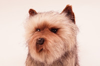 Cairnterrieri