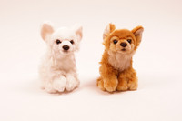 Pieni ruskea chihuahua