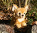Pieni ruskea chihuahua