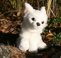 Pieni valkoinen chihuahua