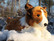 Ruskea makaava colliepehmo otsapiirrolla