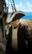 Captain / Officer Tricorne Hat with Feathers on corners