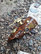 Deluxe Steampunk Harpoon & Time Traveller Cuff : Viator Forti Model I