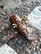 Deluxe Steampunk Harpoon & Time Traveller Cuff : Viator Forti Model I