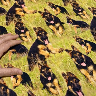 Luomupuuvillatrikoo: Saksanpaimenkoirat, vihreä