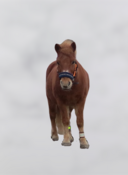 PIENILLE SÖPÖILLE PONEILLE