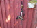 Monty Roberts Dually Halter musta koulutusriimu, FULL