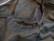 Eurohunter tummansininen fleecevuorellinen highneck sadeloimi 155 cm