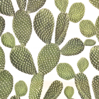 Metritapetti - Kaktus