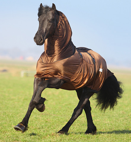 Ihottumaloimi Friesian
