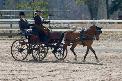 Edustusvaljakon esittely: Raisa ja Harro tähtäävät tosissaan 2019 ponien MM-kisoihin