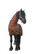 Ihottumaloimi Friesian