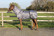 QHP Ihottumaloimi Zebra