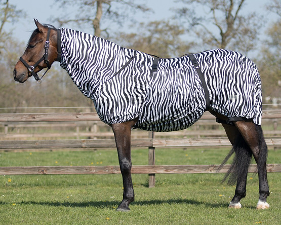 QHP Ihottumaloimi Zebra