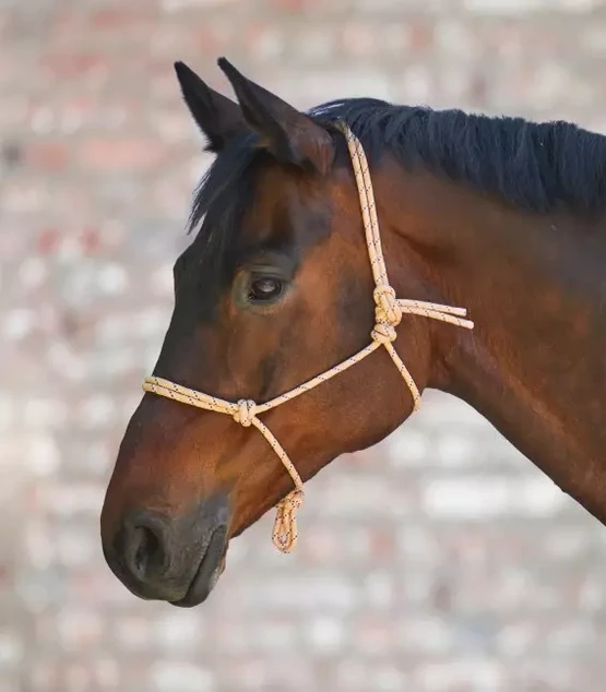 WH Kevyt Naruriimu Apricot poni