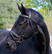 Scandic Suitset
