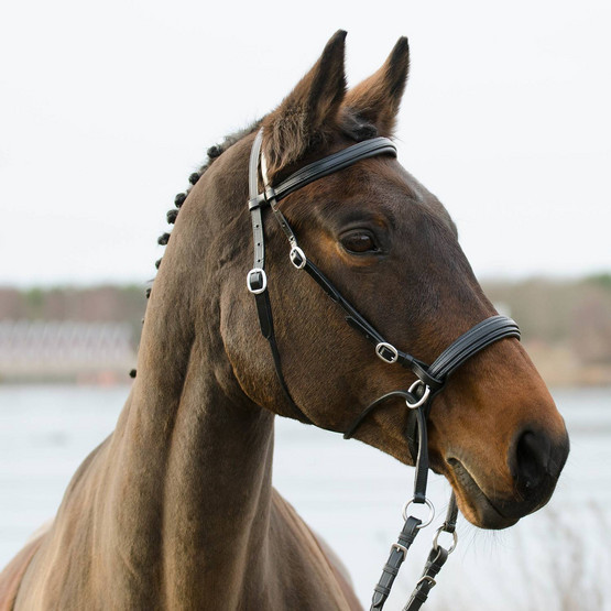 Kuolaimettomat Suitset  Globus Winnetou musta