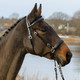 Kuolaimettomat Suitset  Globus Winnetou