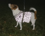 koiran_heijastinliivi_koiralle_jackrusselin_terrieri_ohje