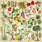 Fabrika Decoru - Botany Exotic, Leikekuva-arkki 12
