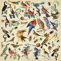 Fabrika Decoru - Birds, Leikekuva-arkki 12
