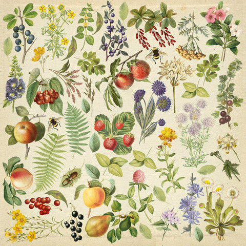 Fabrika Decoru - Summer Botanical Diary, Leikekuva-arkki 12