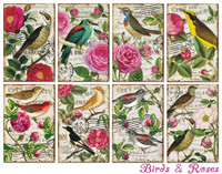 Decorer - Birds & Roses, Korttikuvia, 24 osaa