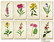 Decorer - Flower, Korttikuvia, 24 osaa