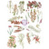 Prima Marketing - Sharon Viv Rub-On Transfers, Siirtokuvia, 4arkkia, Bloom