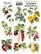 Fabrika Decoru - Summer Botanical Diary #1, Tarra-arkki