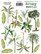 Fabrika Decoru - Botany Exotic #7, Tarra-arkki