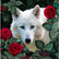 Collection D'Art - White Wolf and Roses (K)(N), Timanttimaalaus, 38x38cm