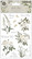 Craft Consortium - Belle Fleur, Rub On Transfers, Siirtokuvia, 2arkkia