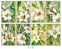 Decorer - Lily, Korttikuvia, 24 osaa