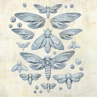 Prima Marketing - Finnabair Mould, Nocturnal Insects, Silikonimuotti