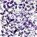 49 And Market - Color Swatch Lavender Leaves, 70osaa