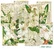 Decorer - White Flower, Korttikuvia, 24 osaa