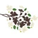 Honey Bee Stamps - Dogwood, Stanssisetti