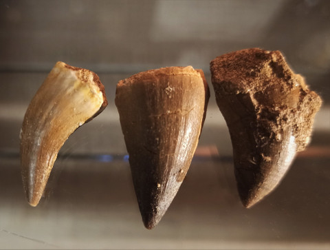 Mosasauruksen hammas, n. 25-30 mm