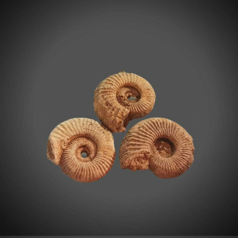 Ammoniitti fossiili, koko n. 25/35 mm