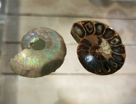 Ammoniitti fossiili, koko n. 35-45 mm
